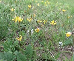 Рослини Червоної книги